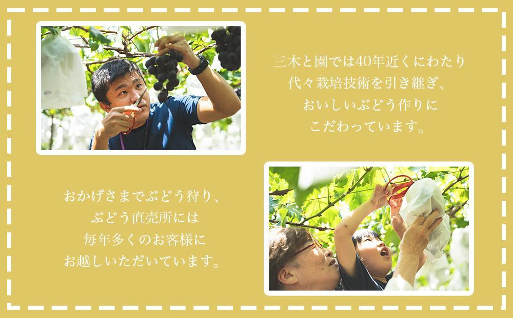 ãå
è¡äºçŽãæç°å·šå³°æäžæšãšåã®é²å°æ œå¹ããŸïœãçš®ããå·šå³°2kg