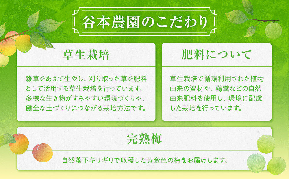 手もぎ 完熟南高梅 15kg L～2Lサイズ 谷本農園