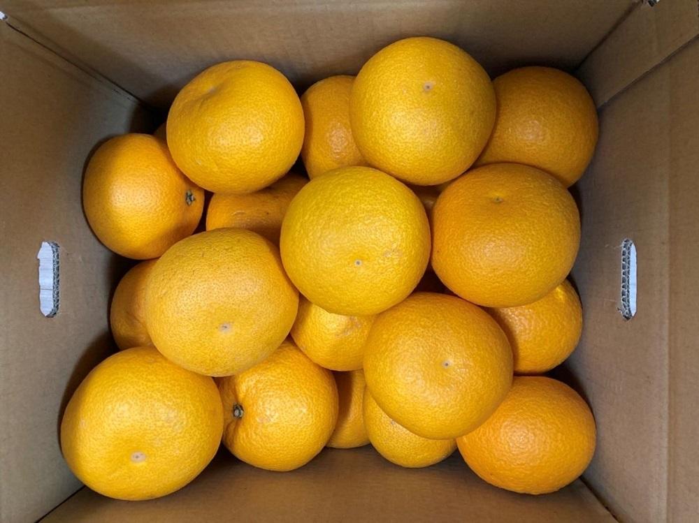 真心こめた木成り八朔約10kg【2027年2月中旬頃より発送】【Ｍ～3Ｌサイズおまかせ】
