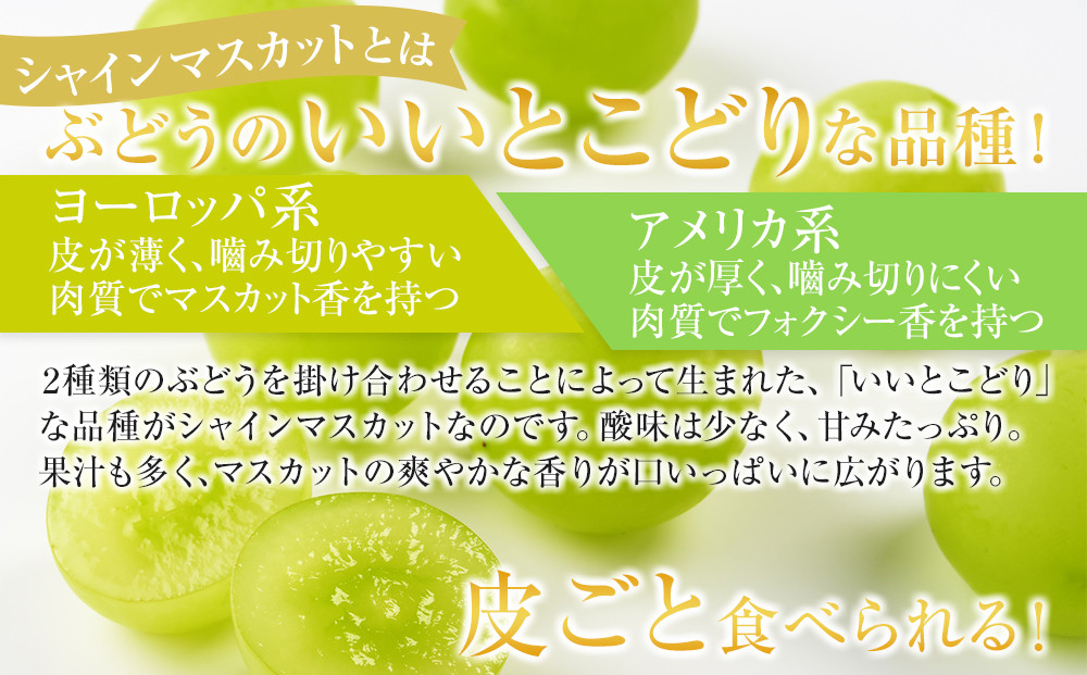 ［先行予約］シャインマスカット 約1.4kg  (2房～4房) 有田巨峰村 【朝採 新鮮】 ■2026年発送■※8月下旬頃から9月下旬頃まで順次発送予定