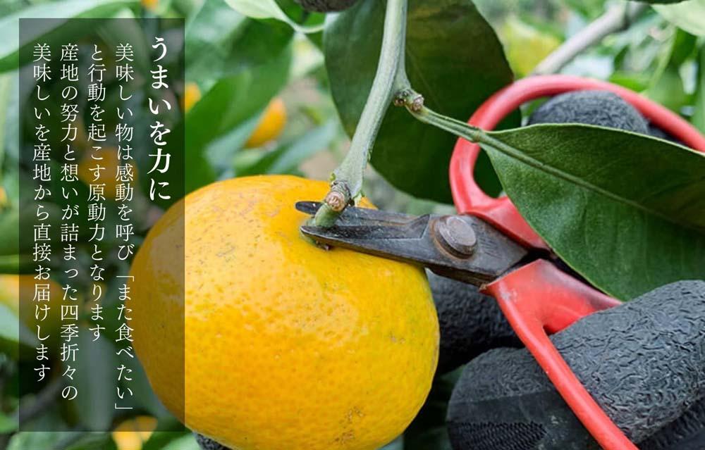 小玉みかん 極早生 箱込 5kg (内容量約 4.4kg) 3S～Sサイズ混合 秀品 優品 混合 有田みかん 和歌山県産 【みかんの会】［2026年10月上旬頃より順次発送予定］