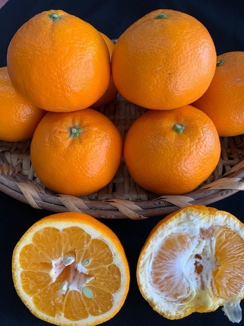 完熟はるみオレンジ 赤秀品 24～28玉入り