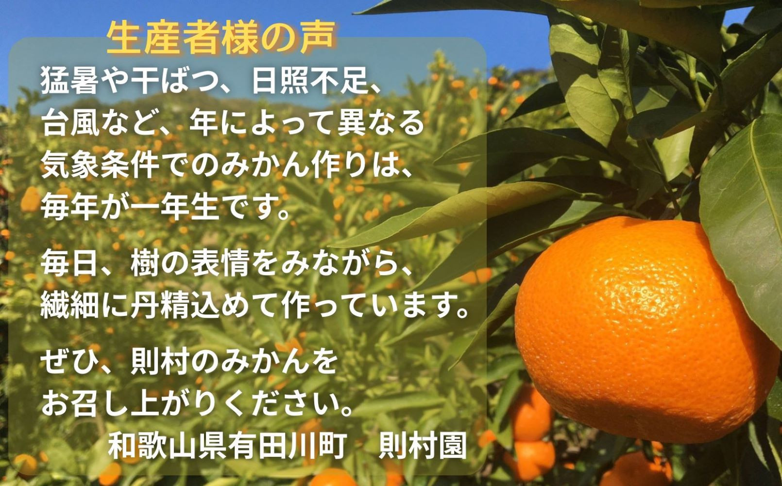 則村園産 有田みかん 2.5kg 温州みかん みかん 蜜柑 甘い 甘いみかん 有田 有田川町 和歌山