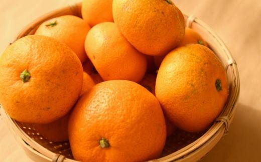 [訳あり]和歌山有田みかん約10kg(S～Lサイズいずれかお届け）★2026年11月中旬頃より順次発送［TM82w］