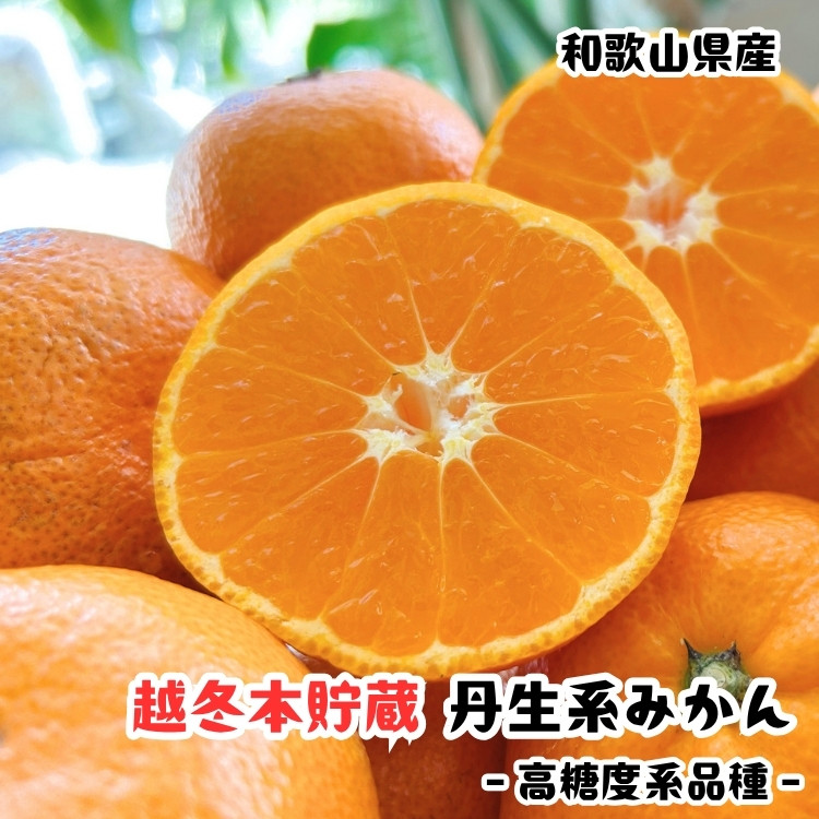 越冬本貯蔵 丹生系 みかん 2kg【先行予約】【高糖系みかん】