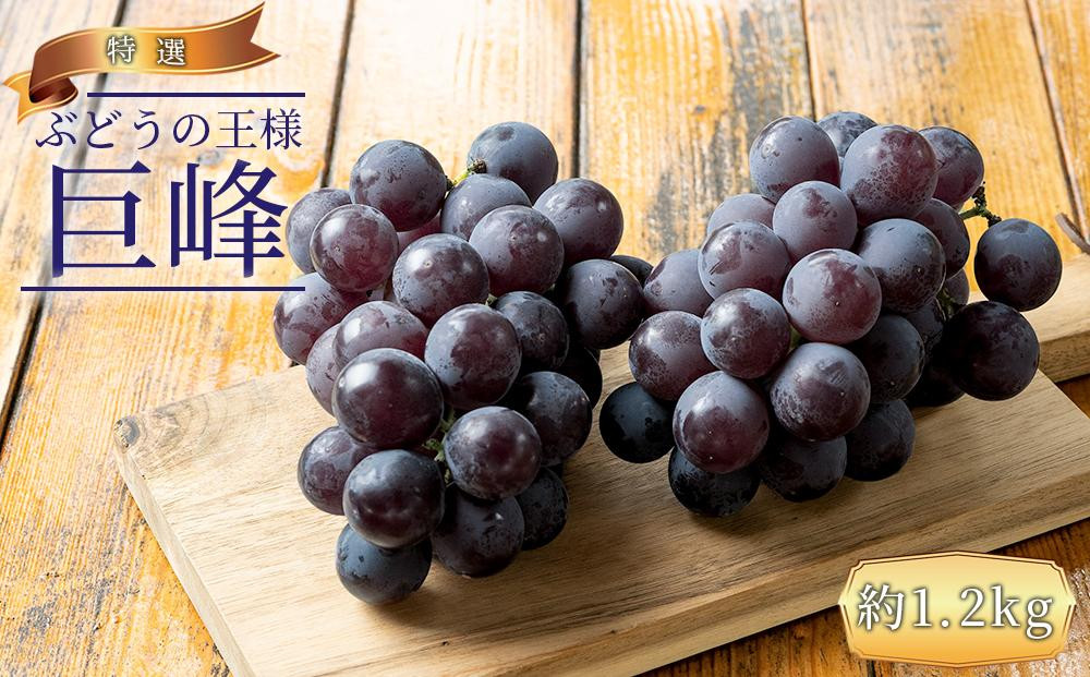 ぶどうの王様 農家直送 朝採り 巨峰 約1.2kg［2026年・先行予約］