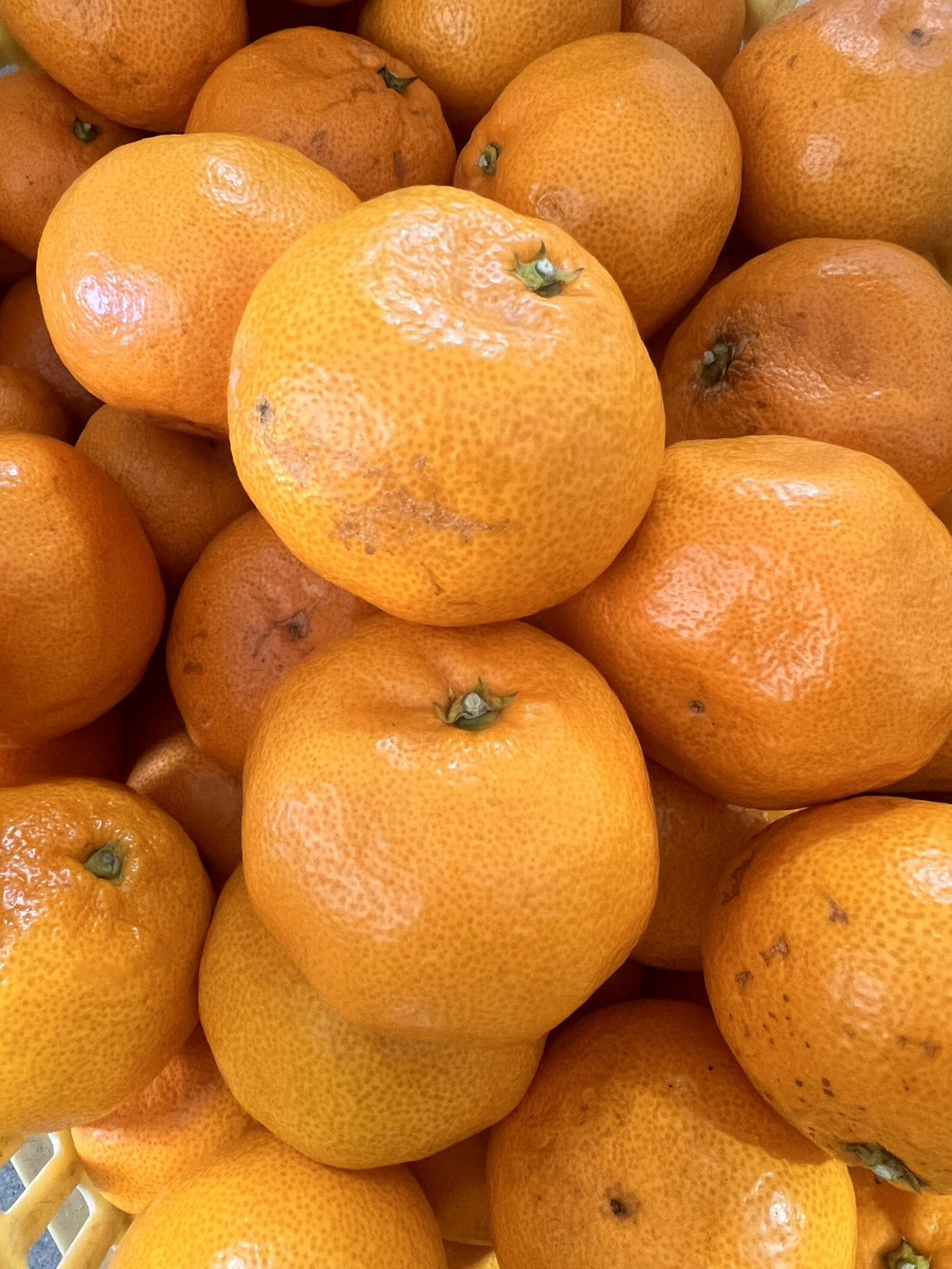 家庭用 大粒有田みかん 3kg (約21個～24個)