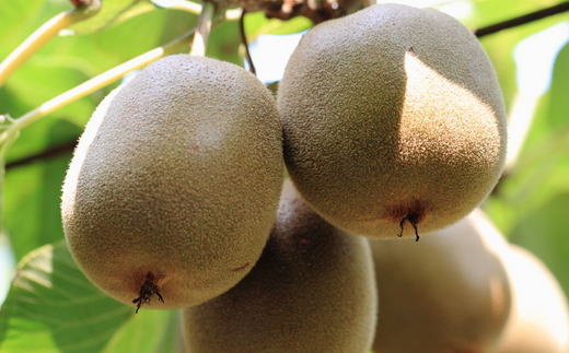 ［人気］有田産キウイフルーツ約2kg（サイズ混合）★2027年1月下旬頃より順次発送