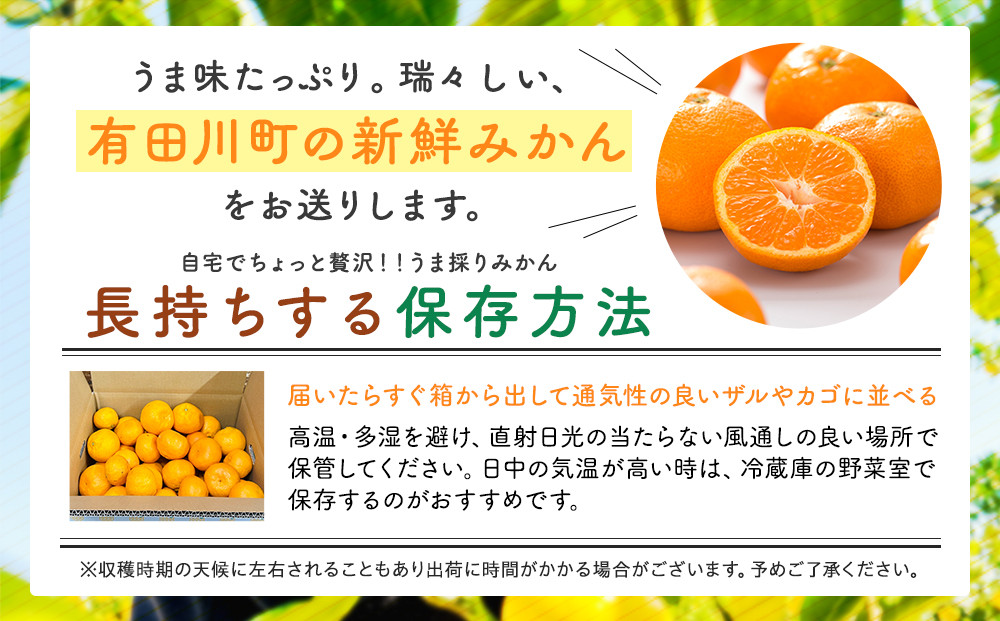 みかん うま採り 箱込約 2.5kg（内容量2.3kg） 光センサー選別 みかんの会厳選 サイズミックス 和歌山県産 産地直送 【みかんの会】［2026年11月中旬より順次出荷予定］