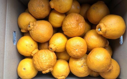 有田の不知火 約6.5kg サイズ混合［ 濃厚 ご家庭用向け ］★2027年2月中旬頃より順次発送