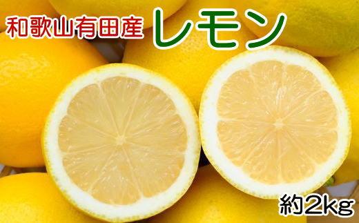 和歌山有田産 国産レモン 約2kg ★2027年2月中旬頃より順次発送［安心果実］