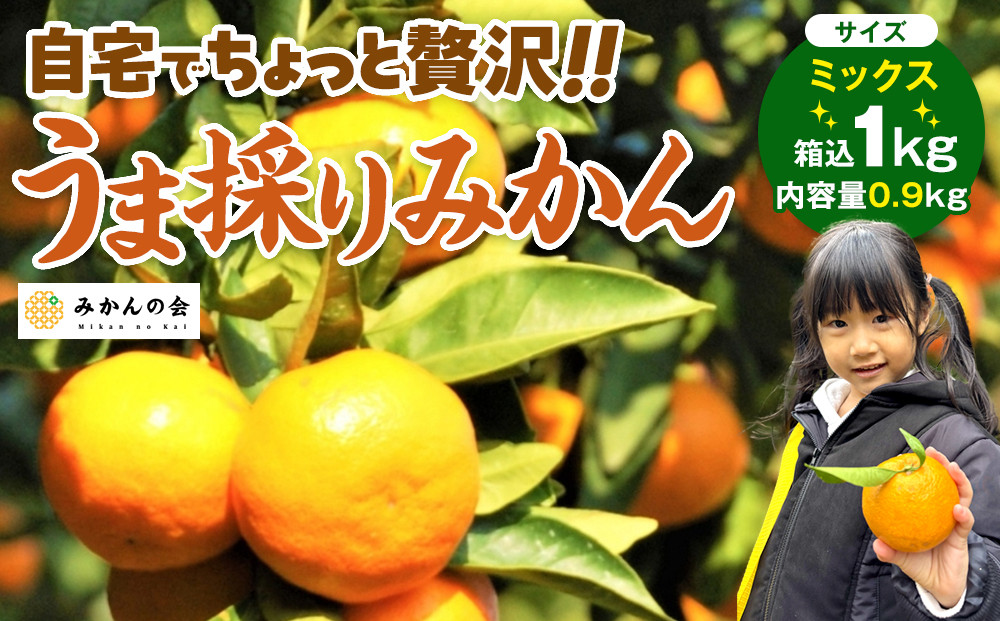 みかん うま採り 箱込約 1kg（内容量0.9kg） 光センサー選別 みかんの会厳選 サイズミックス 和歌山県産 産地直送 【みかんの会】［2026年11月中旬より順次出荷予定］