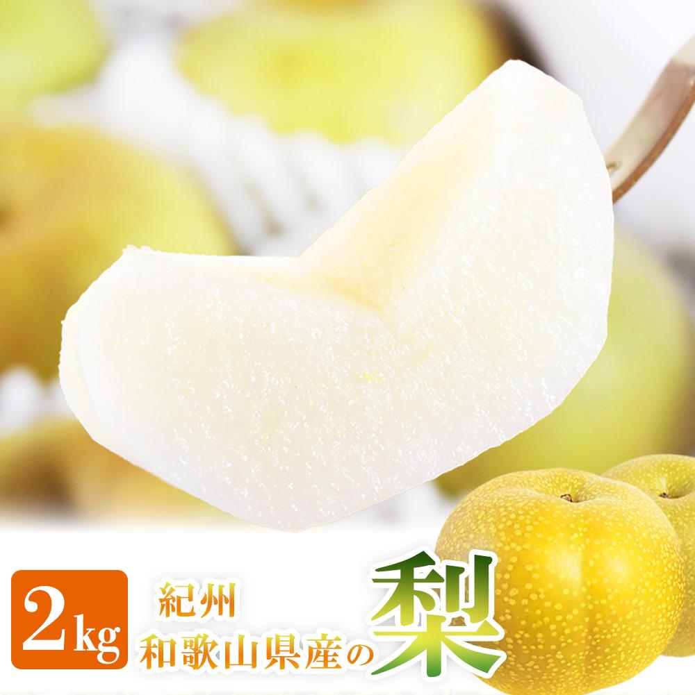 ジューシー果汁の紀州有田産の梨約２kg 　化粧箱入【先行予約】【2026年8月中旬以降発送予定】