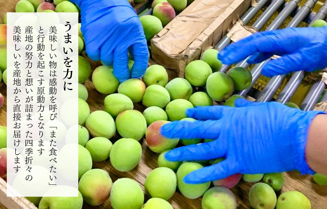 【2026年7月上旬～出荷予定】梅 冷凍 青梅 南高梅 10kg ( 1kg × 10袋) 秀品 2L or Lサイズ 和歌山県産 紀州有田 【みかんの会】