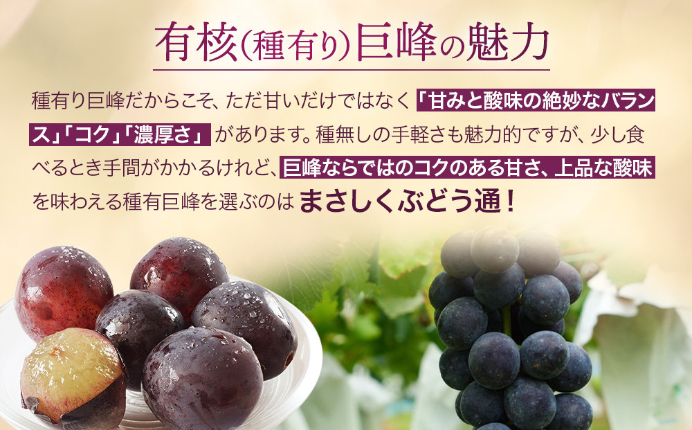 【先行予約】朝採り 巨峰 約1kg (2～3房) 有田巨峰村 大南農園【2026年8月中旬頃より順次発送】