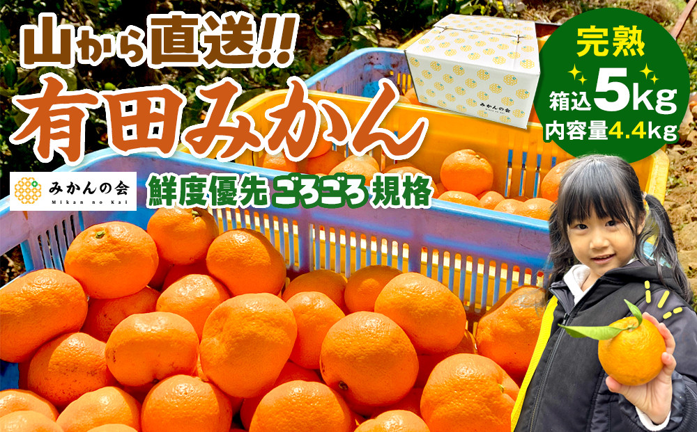 みかん 山から直送 箱込 5kg ( 内容量約 4.4kg ) 鮮度優先ごろごろ規格 和歌山県産 産地直送 家庭用［2026年11月中旬より順次出荷予定］［みかんの会］