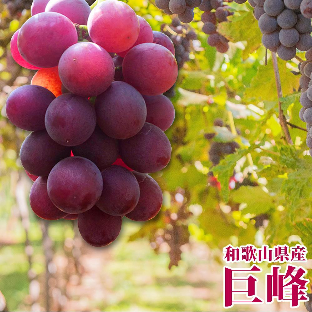 紀州有田産の巨峰ぶどう約2kg【先行予約】【2026年8月下旬以降発送予定】