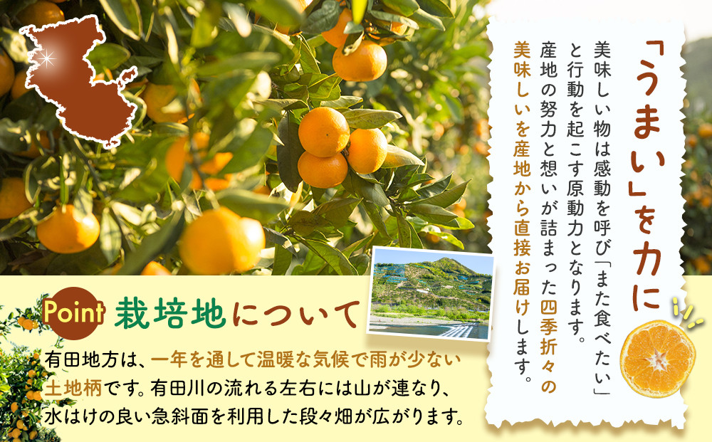 みかん うま採り 箱込約 2.5kg（内容量2.3kg） 光センサー選別 みかんの会厳選 サイズミックス 和歌山県産 産地直送 【みかんの会】［2026年11月中旬より順次出荷予定］