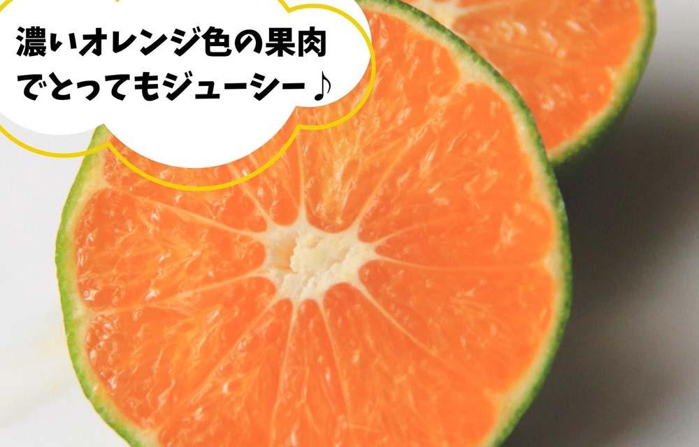 èš³ãã ããæ©ç ã¿ãã 箱蟌2.5kg (å
容é 2.3kg)ãµã€ãºããã¯ã¹ æç°ã¿ãã åæå±±çç£ ãã¿ããã®äŒã2026幎10æäžæ¬é ããé æ¬¡çºéäºå®ïŒœ