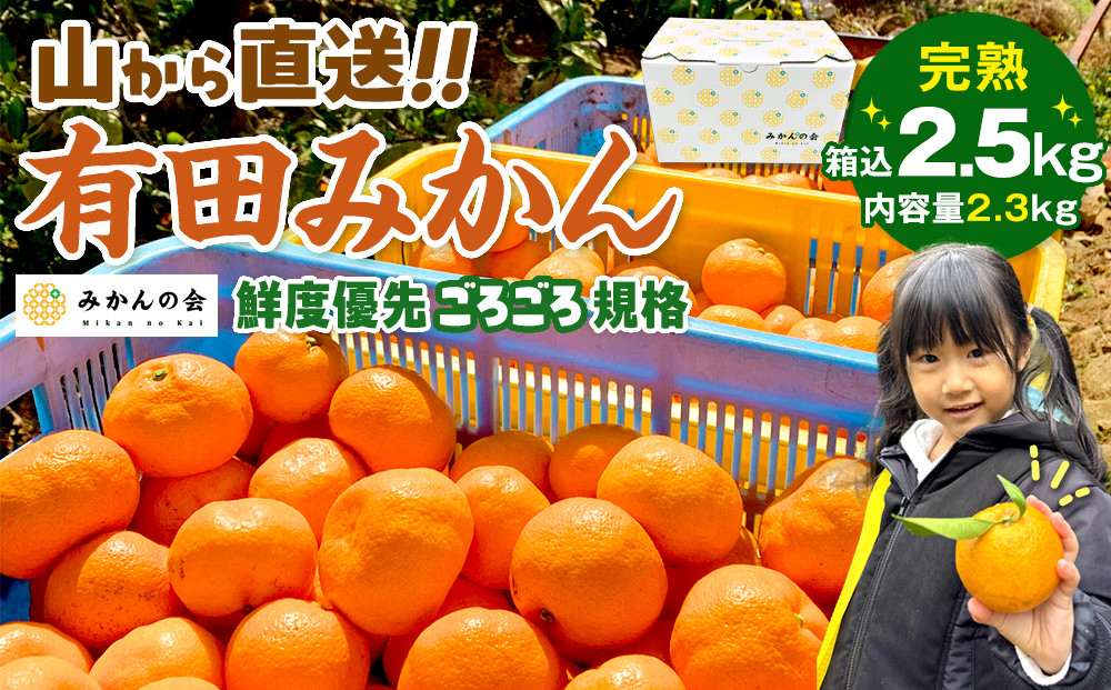 みかん 山から直送 箱込 2.5kg ( 内容量約 2.3kg ) 鮮度優先ごろごろ規格 和歌山県産 産地直送 家庭用［2026年11月中旬より順次出荷予定］［みかんの会］