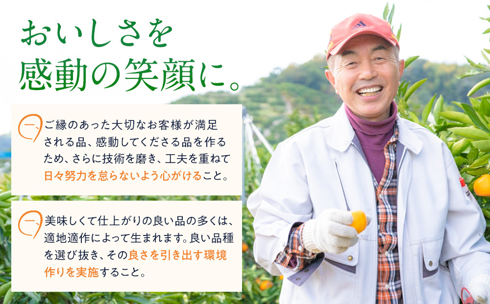 訳あり せとか 4.5kg M～2Lサイズおまかせ 高石垣ファーム