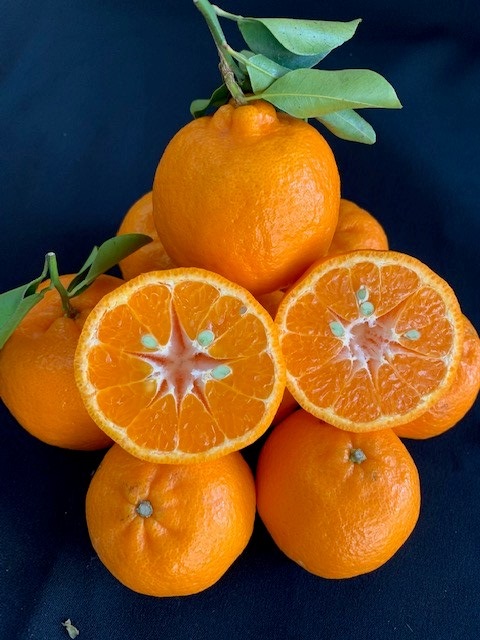 完熟ポンカン 赤秀品 5kg（М・L・2L/サイズ指定不可）