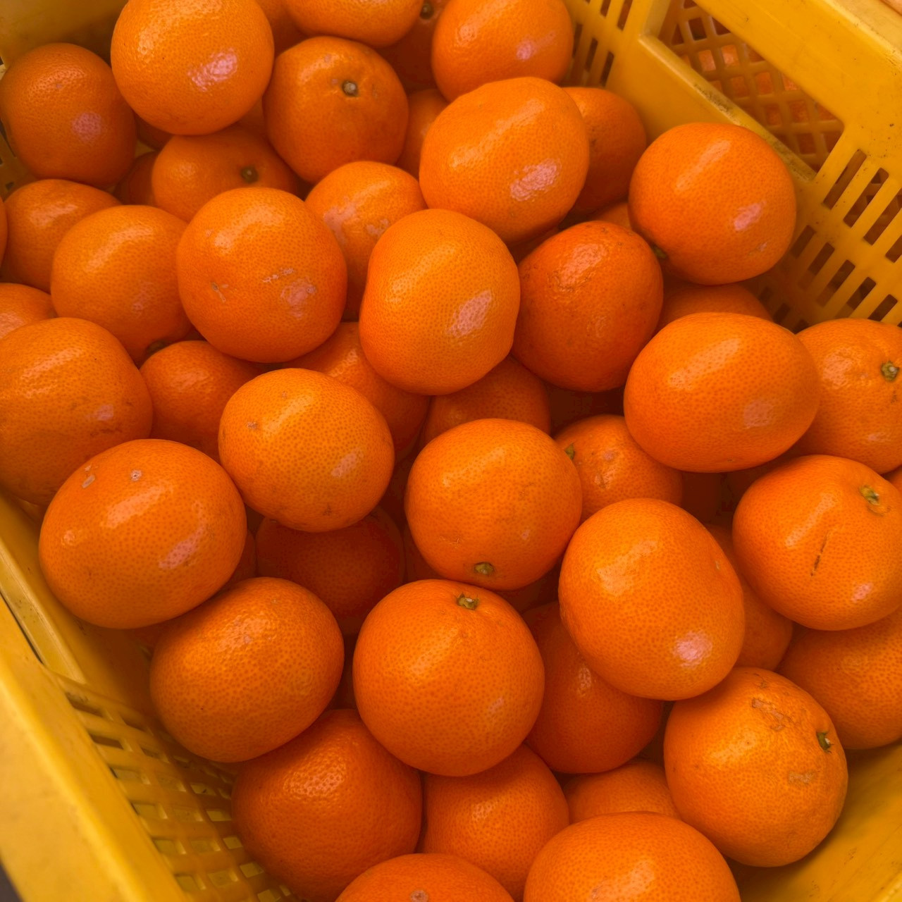 大粒有田みかん 5kg (約35個～40個)