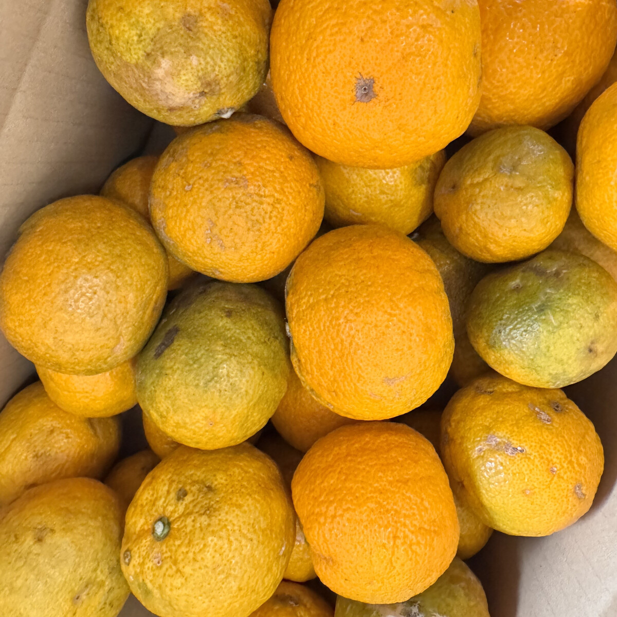 訳あり じゃばら 3kg (17～26玉)