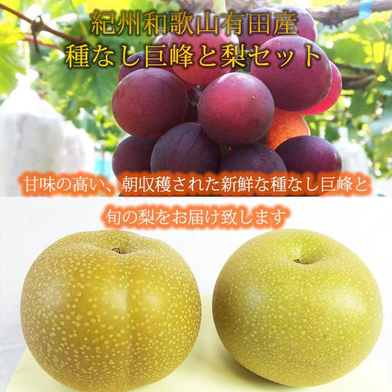 紀州有田産の種なし巨峰と梨セット　計約２kg【先行予約】【2026年8月中旬以降発送予定】