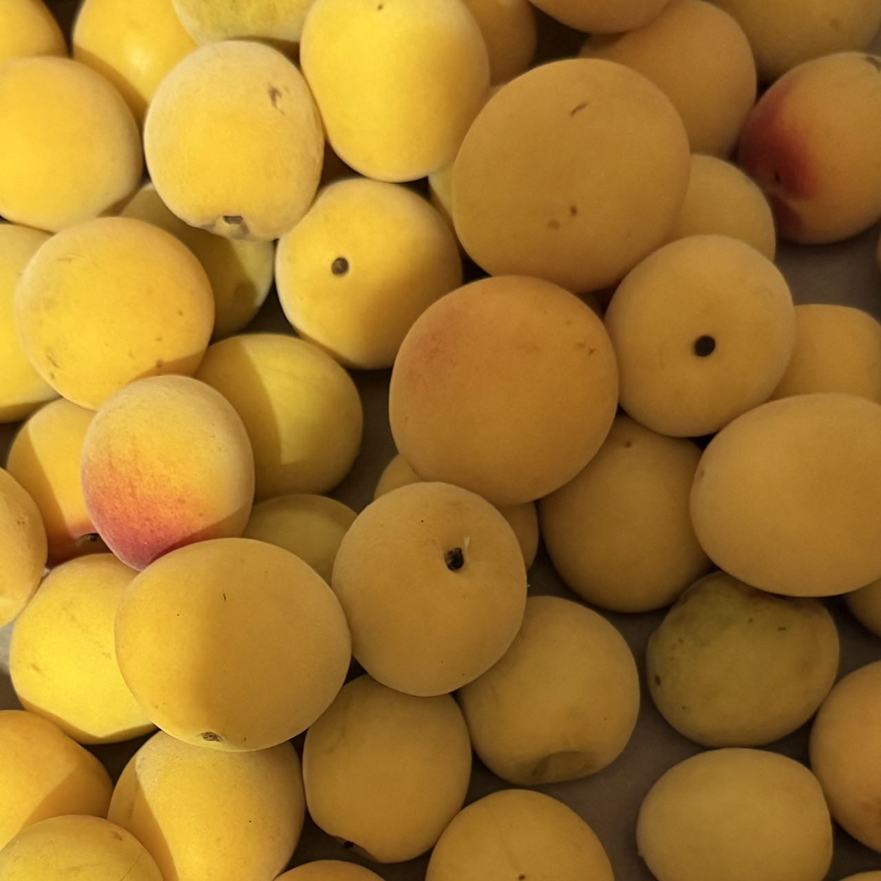 é»è²ïœå®çæ¢
å髿¢
5kg
