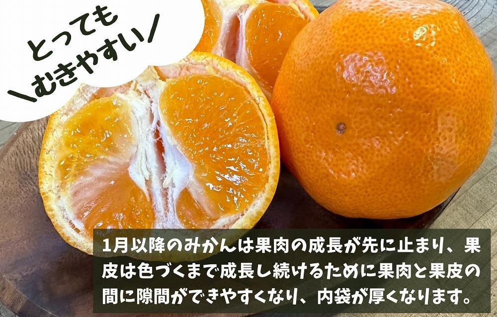 みかん Ｍサイズ 秀品 箱込 7.5kg (内容量約 6.8kg) 有田みかん 和歌山県産 産地直送 贈答用 ［2026年11月中旬より順次出荷予定］［みかんの会］