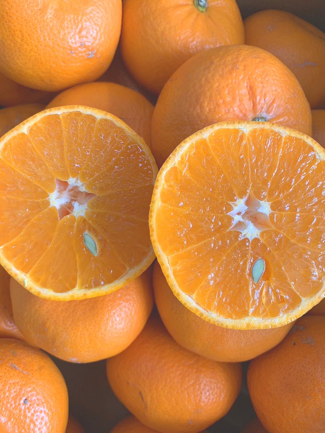 鮗礼エ譟托シ医l縺縺薙≧シ芽オ、遘蜩 Sス2L繧オ繧、繧コ 3kg