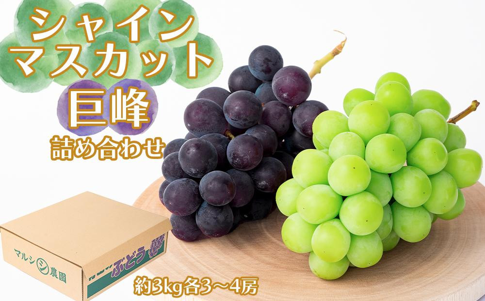 シャインマスカット、巨峰詰め合わせ 約3kg（各3～4房）