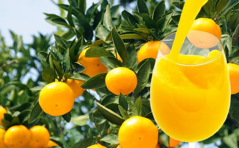 有田みかん果汁100％　無添加ストレートジュース（720ml×6本入り）