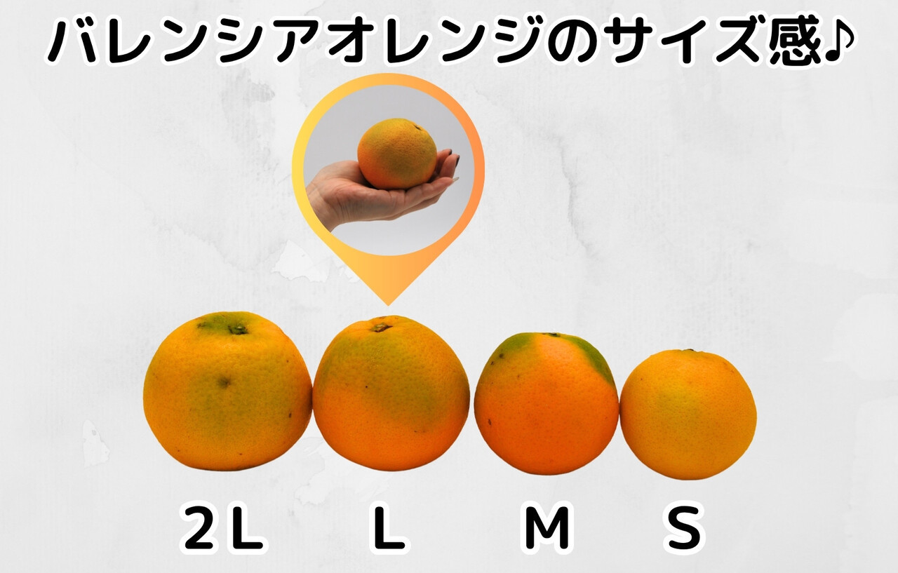 バレンシアオレンジ 国産 玉ぞろい 秀品 箱込 10kg (内容量 9.2kg ) 2L L M サイズのいずれか 和歌山県産 産地直送【みかんの会】