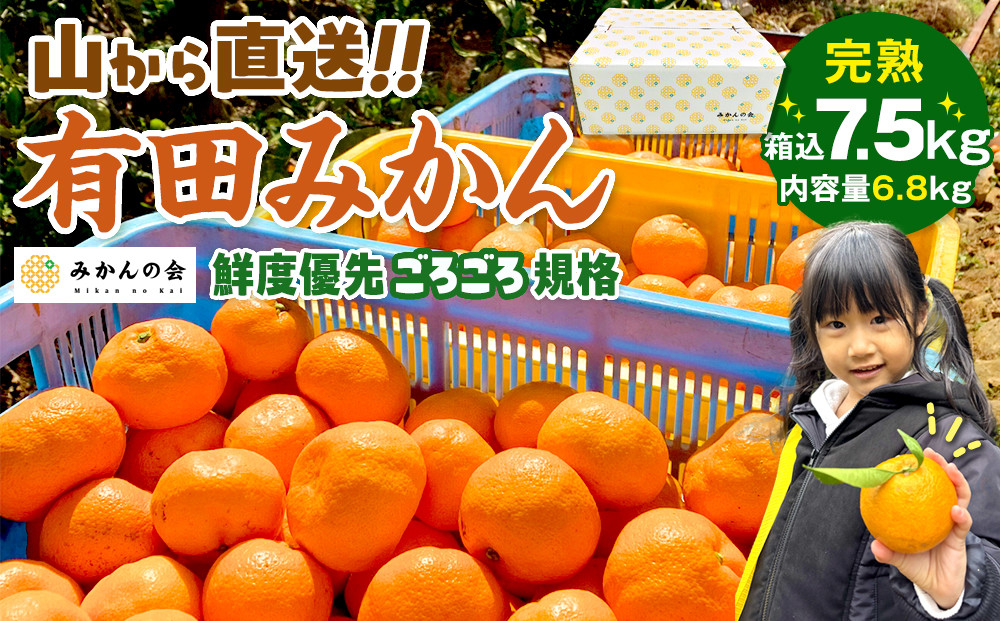 みかん 山から直送 箱込 7.5kg ( 内容量約 6.8kg ) 鮮度優先ごろごろ規格 和歌山県産 産地直送 家庭用［2026年11月中旬より順次出荷予定］［みかんの会］