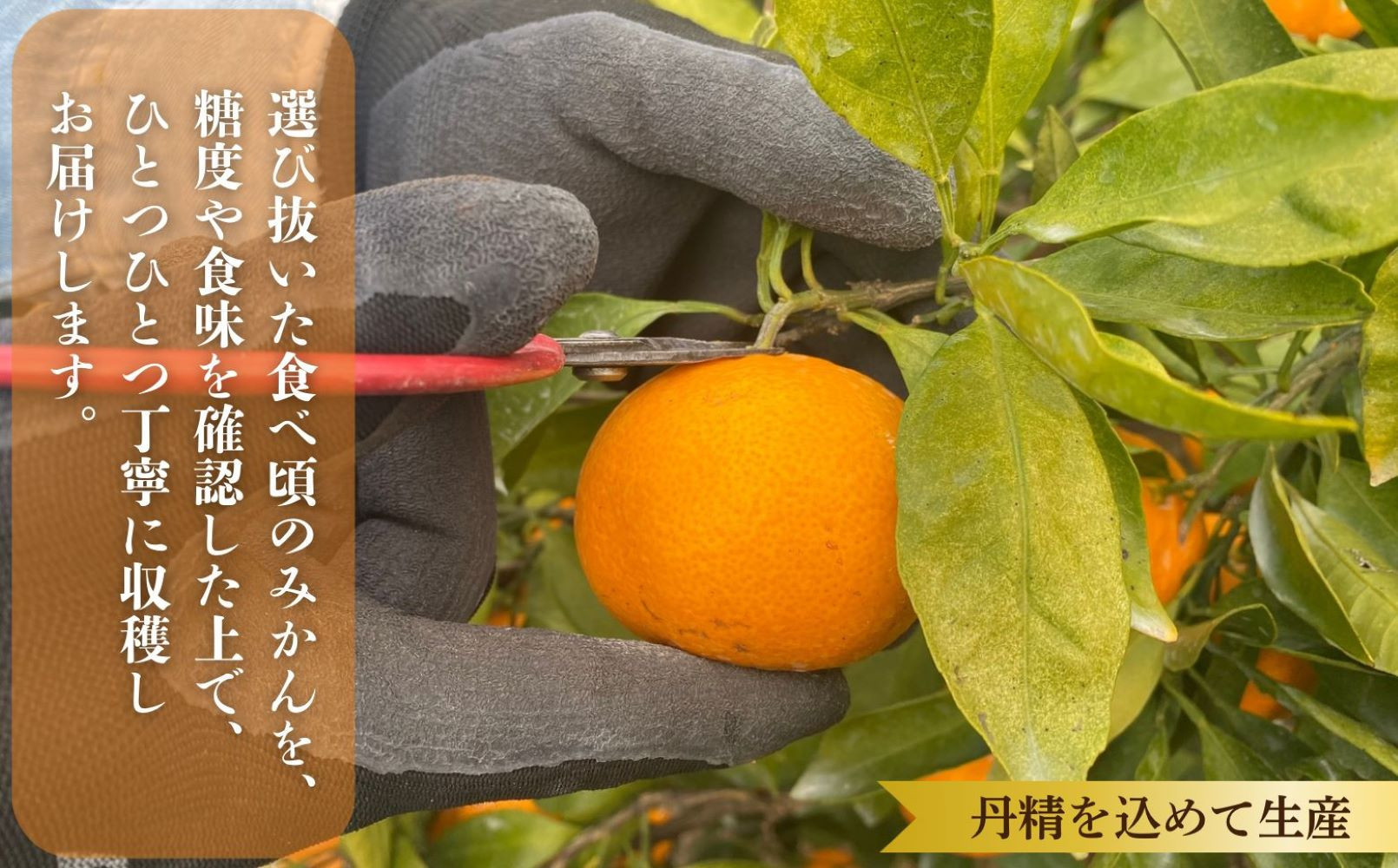 則村園産 有田みかん 7kg 温州みかん みかん 蜜柑 甘い 甘いみかん 有田 有田川町 和歌山