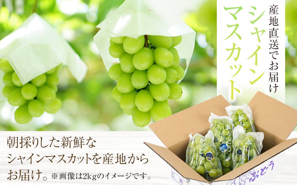 ［先行予約］シャインマスカット 約1.4kg  (2房～4房) 有田巨峰村 【朝採 新鮮】 ■2026年発送■※8月下旬頃から9月下旬頃まで順次発送予定