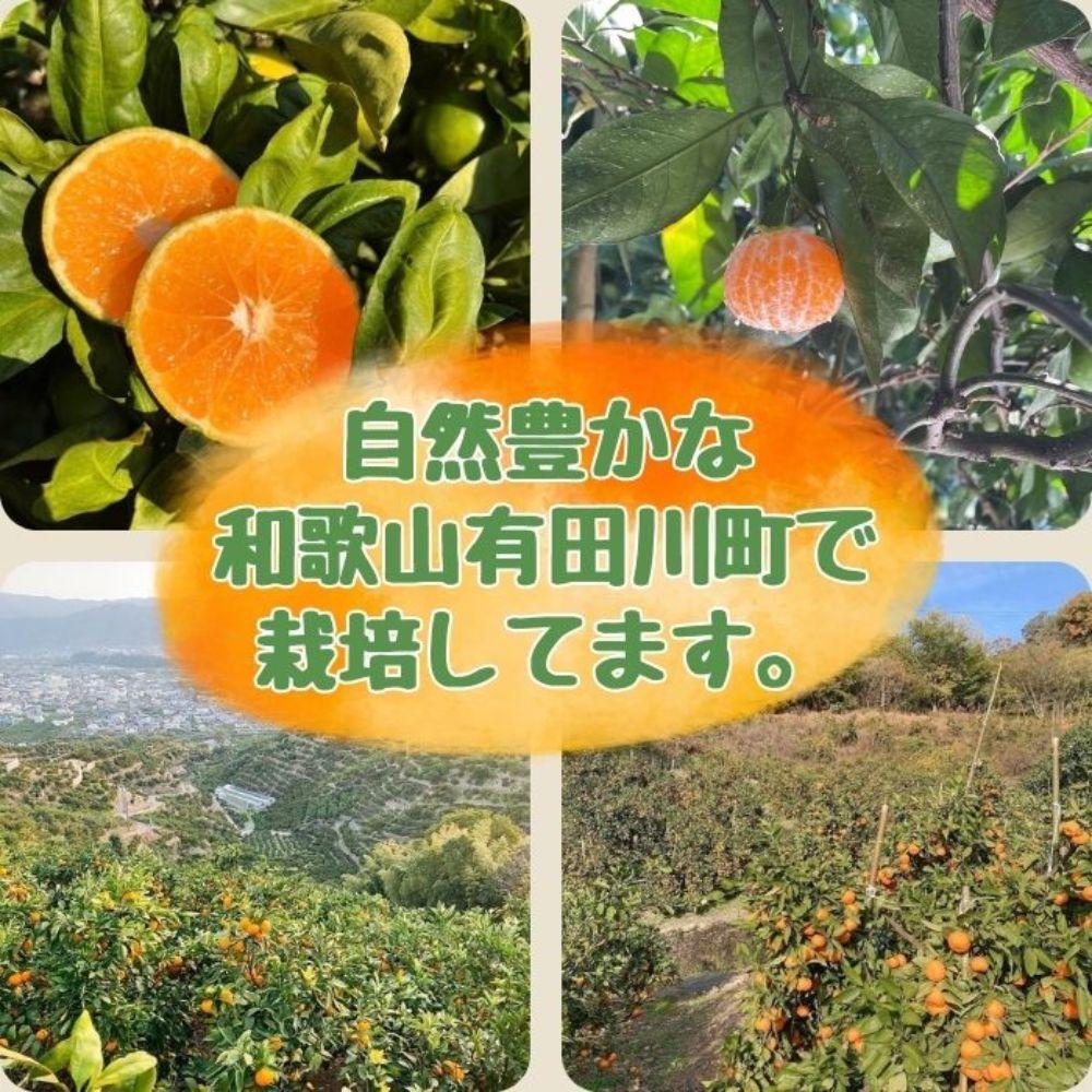 有田みかん 由良早生S～Lサイズ混合 約5kg 【2026年発送 先行予約】