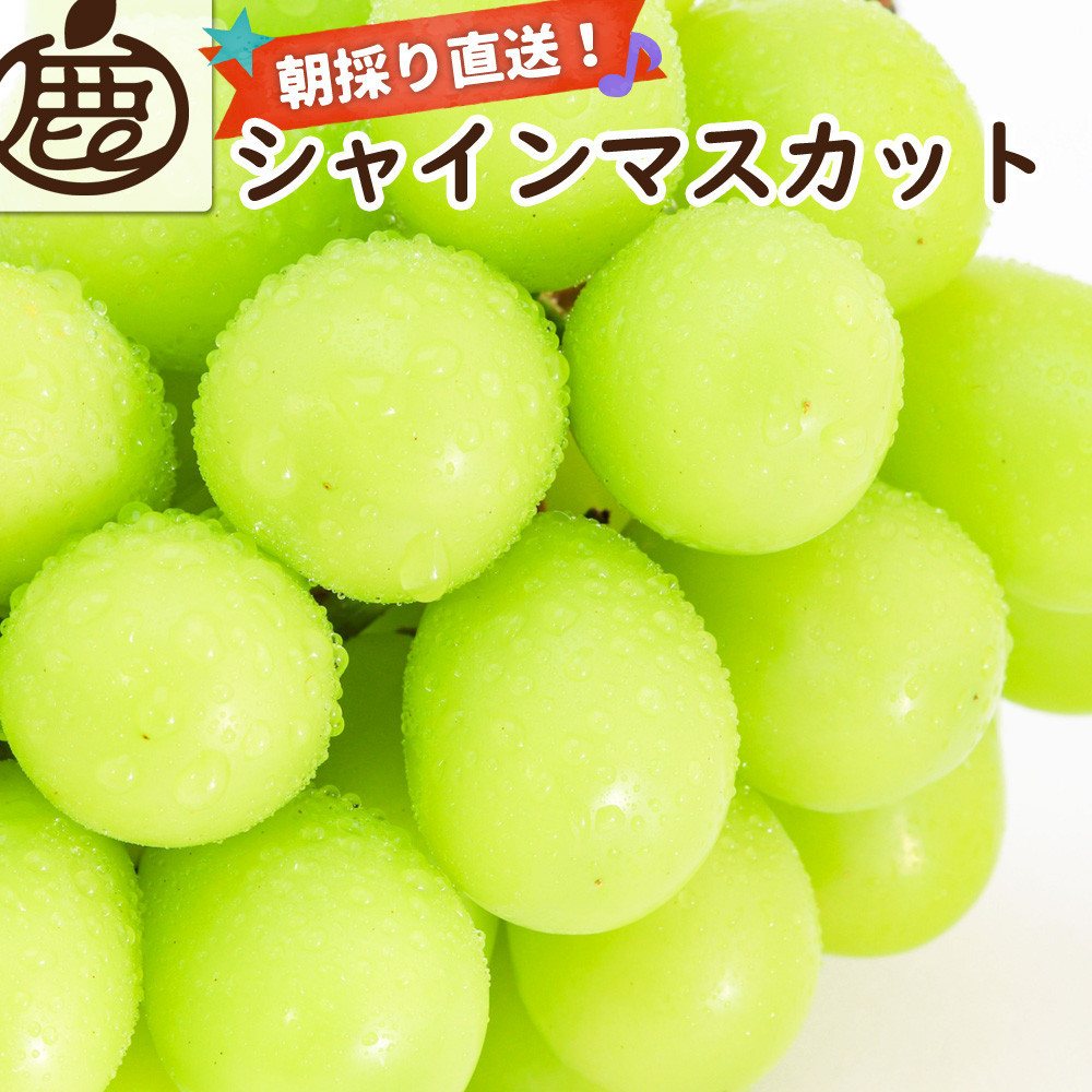 ［先行予約］シャインマスカット 約3kg［朝採り］［フルーツ・果物］［そのまま食べられる］［2026年8月下旬頃から順次発送］
