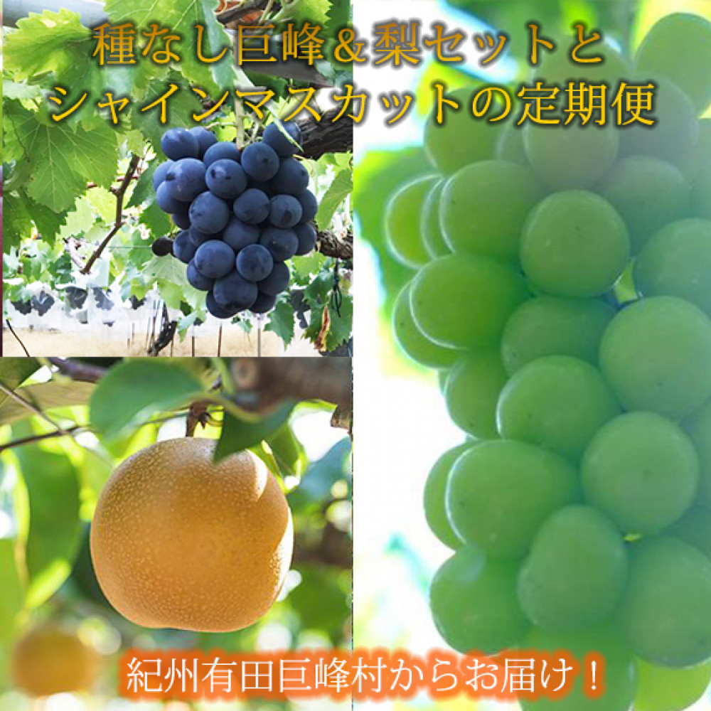 定期便 8・9月発送 紀州有田産旬のフルーツセット（種なし巨峰＆梨セット×計約2kg・シャインマスカット×約2kg）