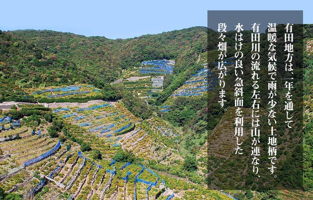 縺ソ縺九s 螻ア縺九i逶エ騾 邂ア霎シ 邏1kg(蜀螳ケ驥冗エ 0.9kg) 繧オ繧、繧コ繝溘ャ繧ッ繧ケ 蜥梧ュ悟アア逵檎肇 逕」蝨ー逶エ騾 螳カ蠎ュ逕ィシサ2026蟷エ11譛井クュ譌ャ繧医j鬆谺。蜃コ闕キ莠亥ョ夲シスシサ縺ソ縺九s縺ョ莨夲シス