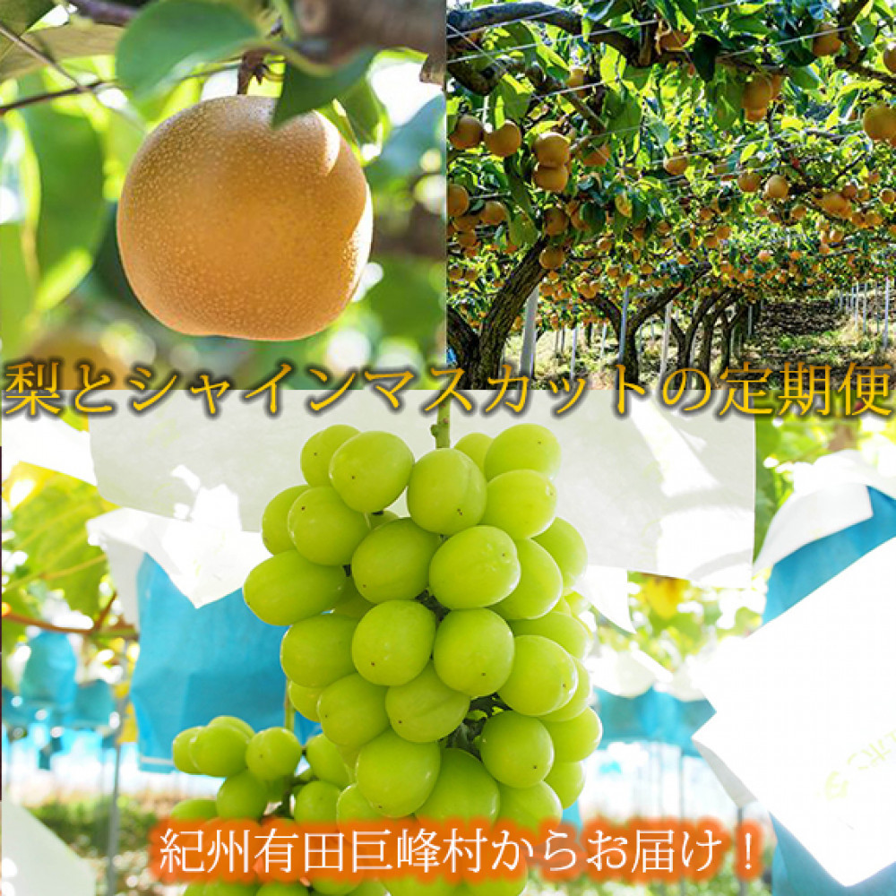 定期便 8・9月発送 紀州有田産旬のフルーツセット（梨×約2kg  化粧箱入・シャインマスカット×約2kg）
