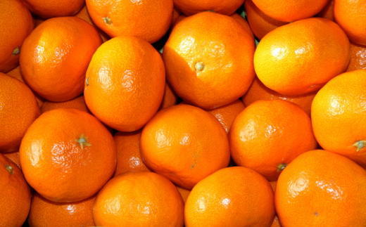 [秀品]和歌山有田みかん約6kg(3Lサイズ) ★2026年11月中旬頃より順次発送