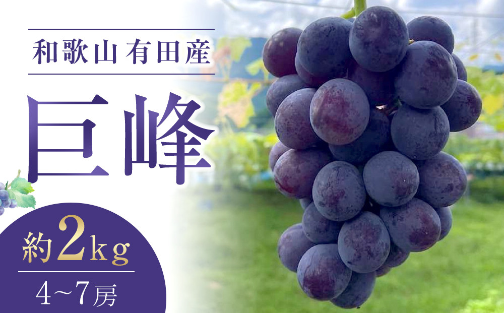 先行予約 和歌山 有田産 巨峰 約2kg 4〜7房 ぶどう フルーツ 果物［2026年8月下旬以降発送］