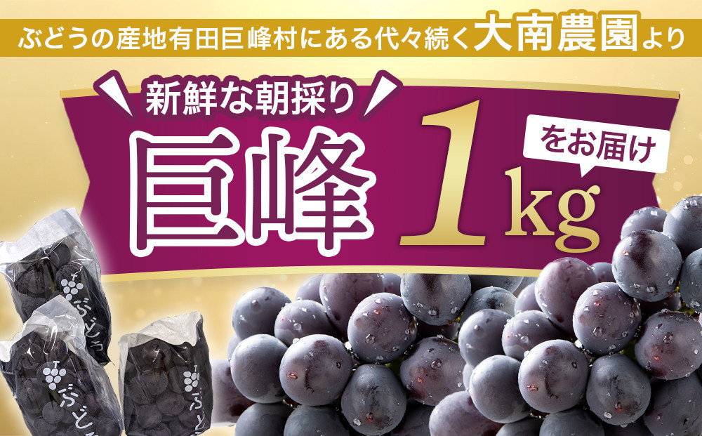 【先行予約】朝採り 巨峰 約1kg (2～3房) 有田巨峰村 大南農園【2026年8月中旬頃より順次発送】