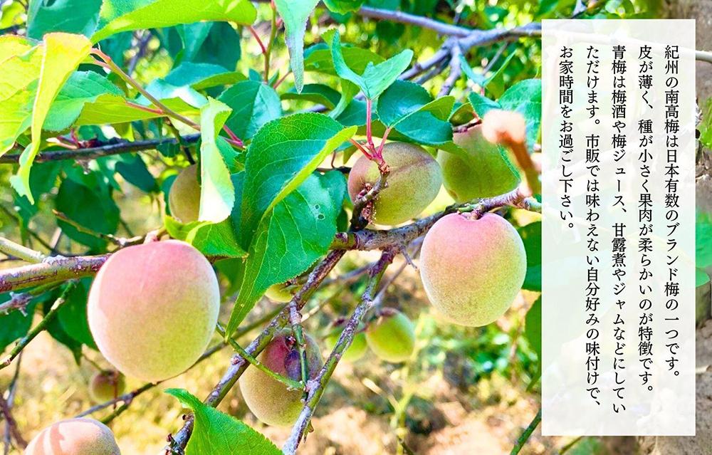 ［2026年6月上旬出荷］青梅 南高梅 5kg 秀品  LまたはMサイズ 和歌山県産 A品 梅酒作り用 梅ジュース作り用