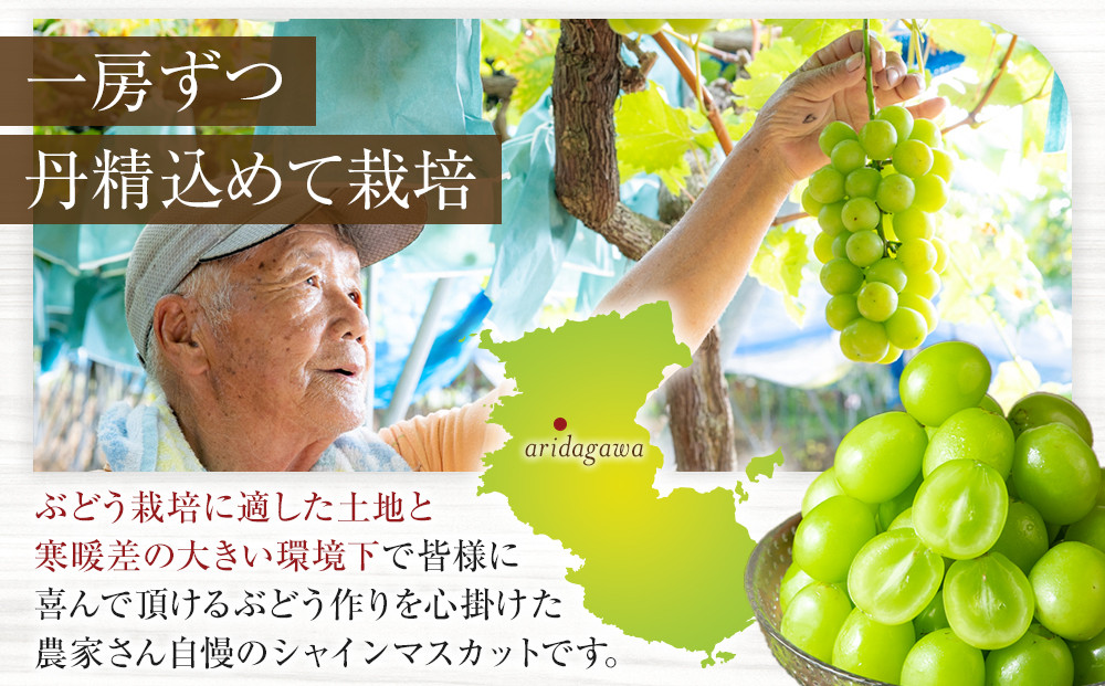 ［先行予約］シャインマスカット 約1.4kg  (2房～4房) 有田巨峰村 【朝採 新鮮】 ■2026年発送■※8月下旬頃から9月下旬頃まで順次発送予定