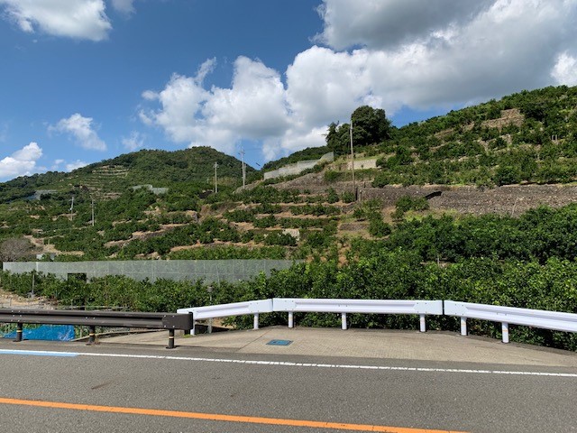 縲先焚驥城剞螳壹代占オ、遘迚ケ驕ク蜩√第怏逕ー縺ソ縺九s2S繧オ繧、繧コ邏10kg