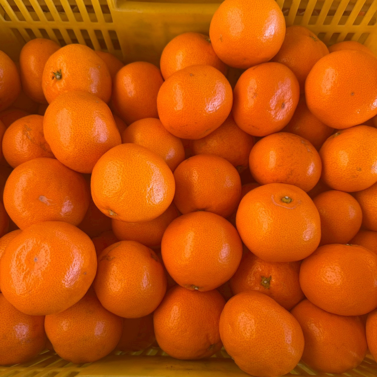 大粒有田みかん 5kg (約35個～40個)